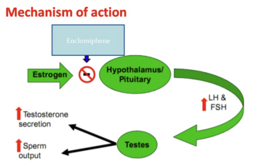 Enclomiphene action flowchart; increases LH, FSH, testosterone, sperm; affects hypothalamus, pituitary, testes.