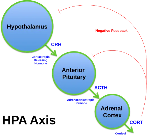 Hypothalamic-pituitary-adrenal axis flowchart showing CRH, ACTH pathways, and negative feedback loop.