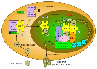Androgen receptor signaling pathway, showing interaction with proteins and DNA, affecting mRNA transcription and translation.
