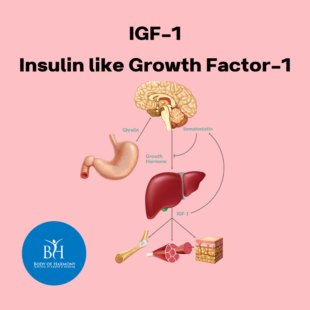 IGF-1 signaling pathway linking brain, stomach, liver, bones, muscle, and skin functions.