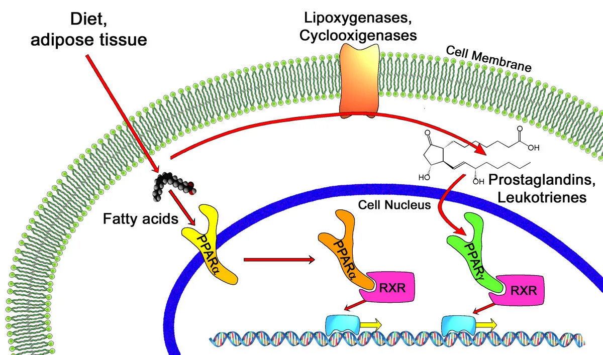 Fatty acid signaling through PPARs influences prostaglandin, leukotriene production in cell nucleus, affecting inflammation.