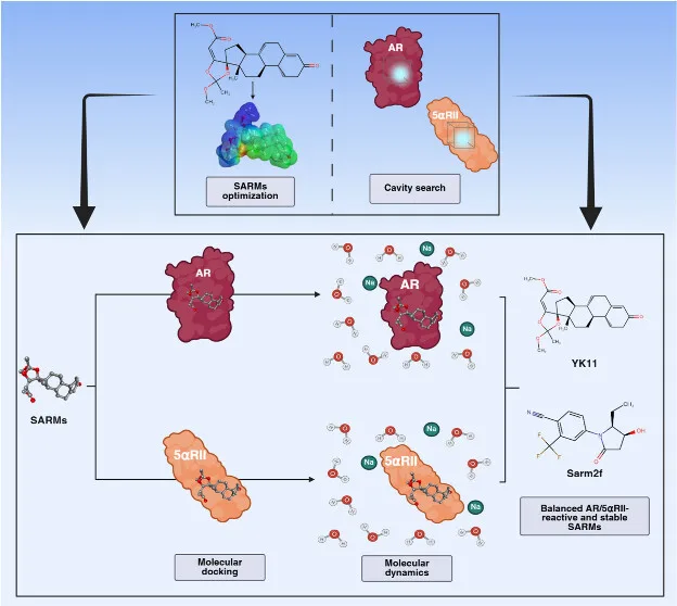 SARMs optimization and cavity search flowchart detailing molecular docking and dynamics for AR/5αRII reactivity.