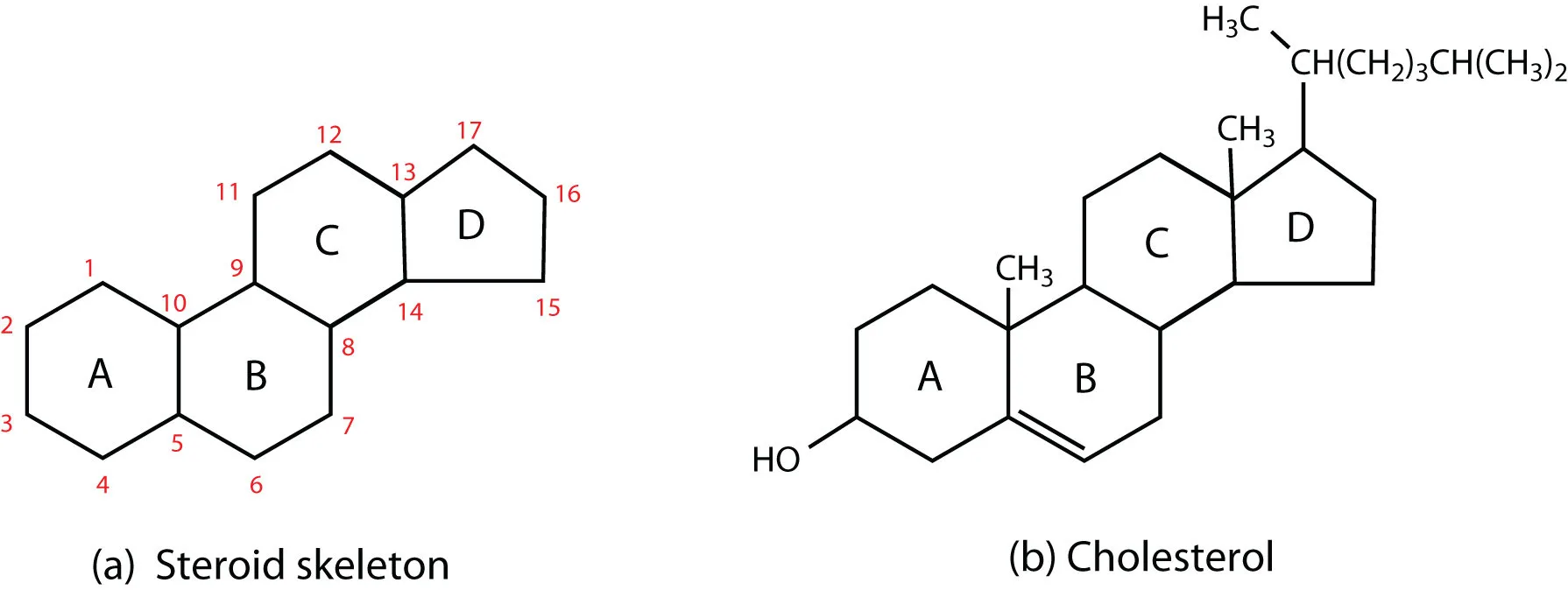 Steroid skeleton structure and cholesterol molecule comparison with labeled carbon rings and side chains.