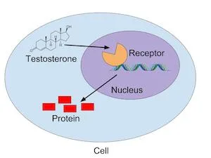 Testosterone interaction with receptor in cell nucleus, leading to protein production.