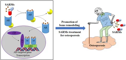 SARMs activate AR, promoting gene transcription, leading to bone remodeling for osteoporosis treatment, shown in diagram.
