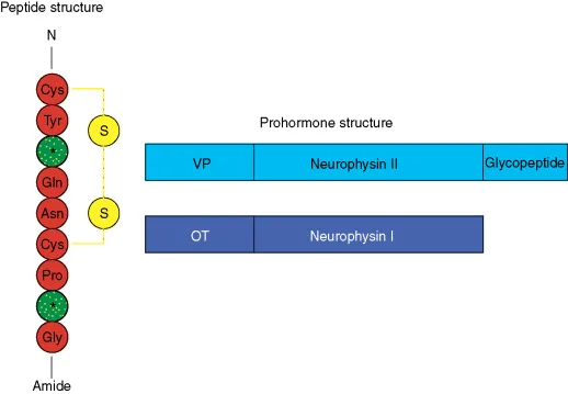 Peptide and prohormone structure comparison; Cys, Tyr, Gln sequence linked to VP, OT, and neurophysins.